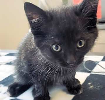 Photo of Boots