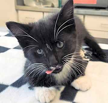 Photo of Socks