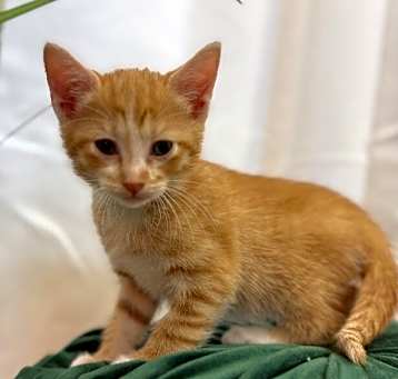 Photo of Canelo Cutie