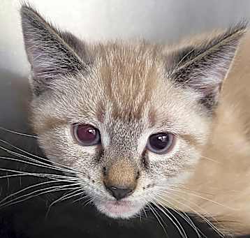 Photo of Sterling 