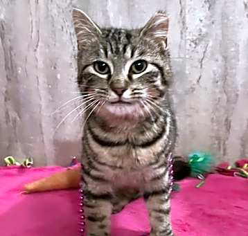 Photo of Purrogi