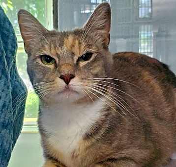 Photo of Mimosa