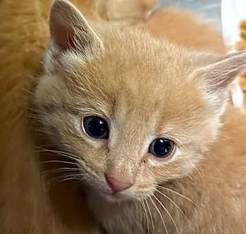 Photo of 5/14/25 Cypress St. Stray Kitten 3