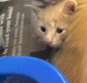 Photo of 5/14/25 Cypress St. Stray Kitten 4