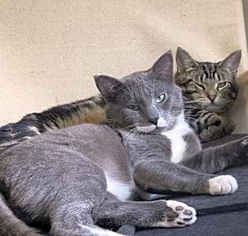 Photo of Robin (bonded To Rizzo)