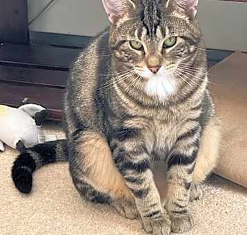 Photo of Rizzo (bonded To Robin)