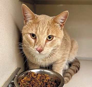 Photo of stray/hold