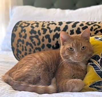 Photo of Bartlet