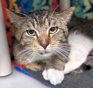 Photo of Fudge