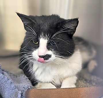 Photo of Freddy Purrsevelt