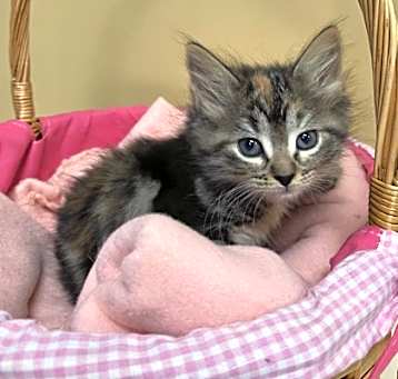 Photo of Twix