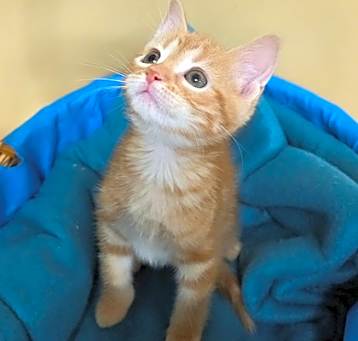 Photo of Sugar