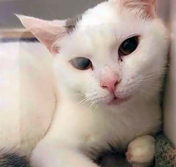 Photo of PAWTRICE