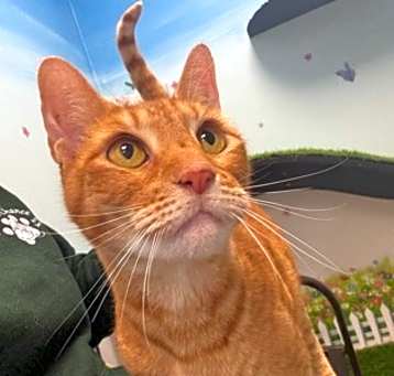 Photo of Wally