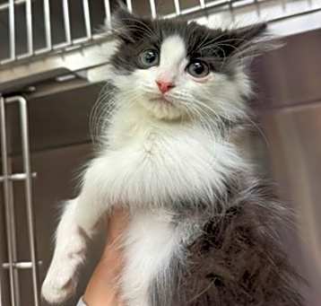 Photo of Tuxy Bear