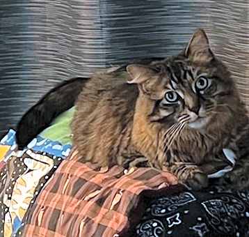 Photo of Fluffy Michelle