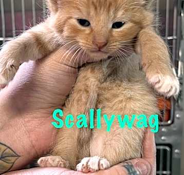 Photo of Scallywag