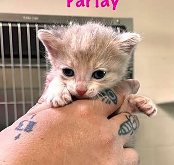 Photo of Parlay
