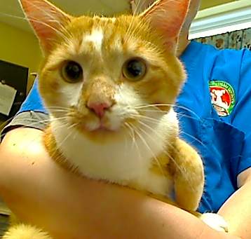 Photo of PERCY