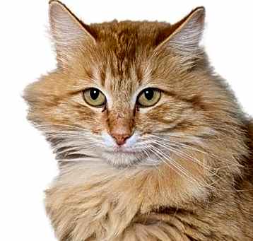 Photo of Cutie