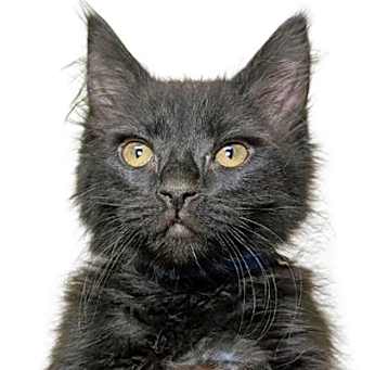 Photo of Doc Holliday - PETSMART