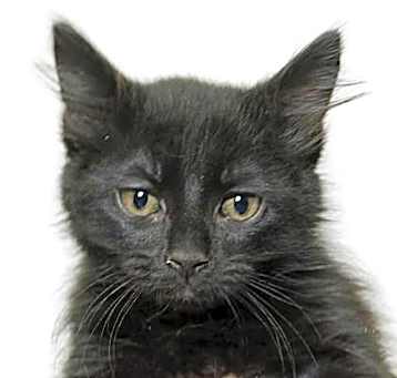 Photo of Kris Knight - PETSMART