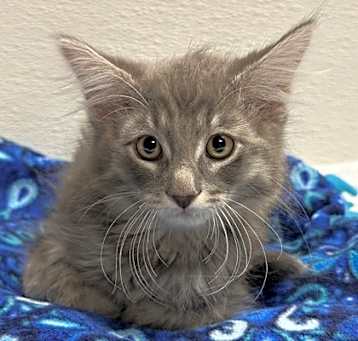 Photo of Boogie