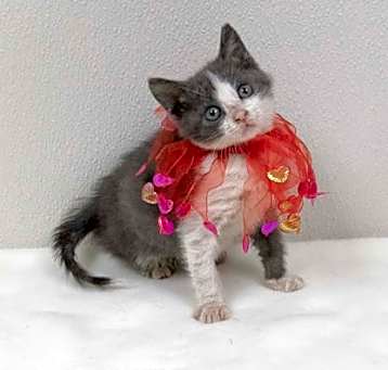Photo of Clementine