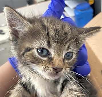 Photo of BONKERS