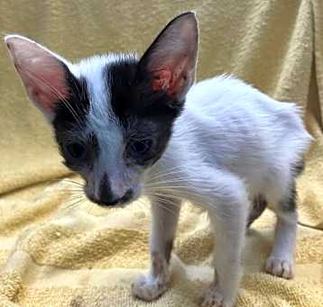 Photo of Bitsy