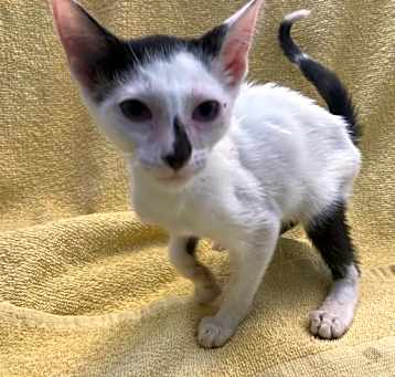Photo of Itsy
