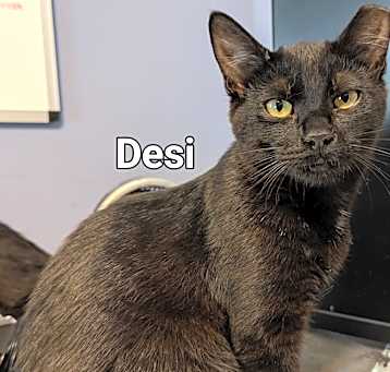 Photo of Desi