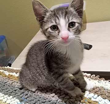 Photo of Sprinkles