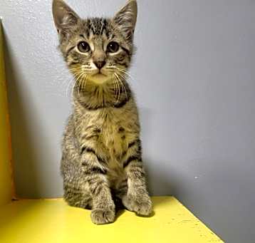 Photo of Minnow