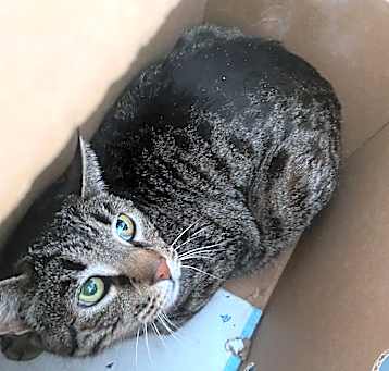 Photo of Cream Puff