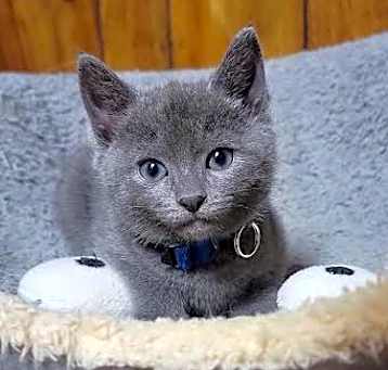 Photo of Peanut Butter-in foster