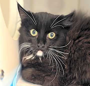 Photo of Comet