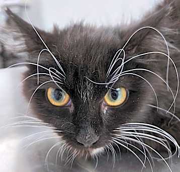 Photo of Moonbeam