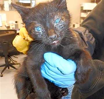 Photo of STORM