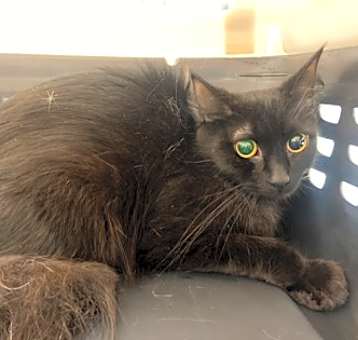 Photo of Bastet
