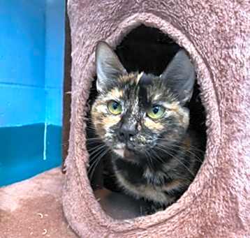 Photo of Sprinkles-Kitchener