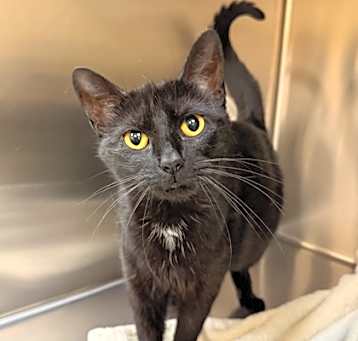 Photo of Licorice