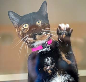 Photo of Marigold