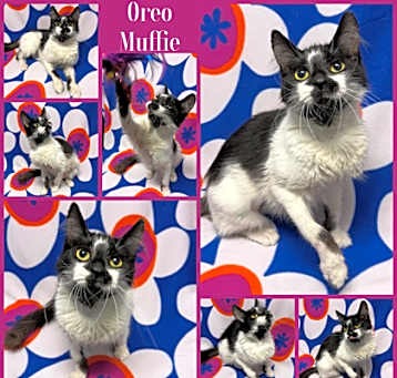Photo of Oreo Muffie