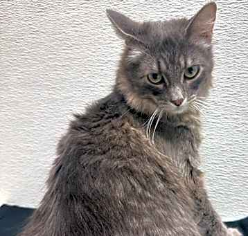 Photo of Crackle
