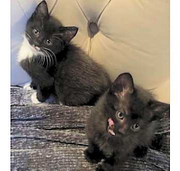 Photo of Peeps and Tulip