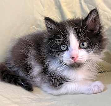 Photo of Gemini