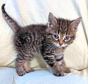 Photo of Capricorn
