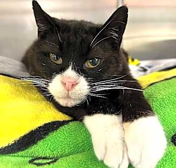 Photo of Tux