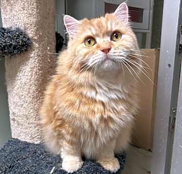 Photo of Garfield 